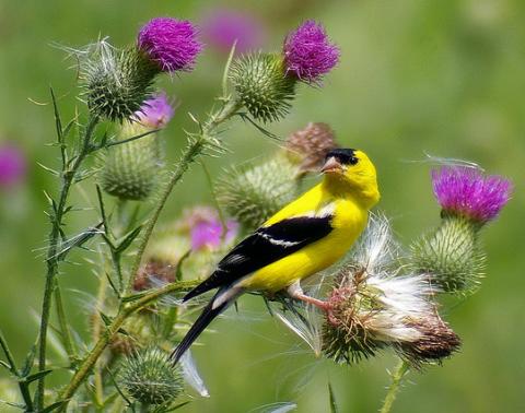 EasternGolfinchMaleonThistle