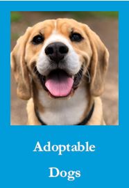 Adoptable Dogs Buton