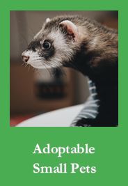 Adoptable Small Pets Button