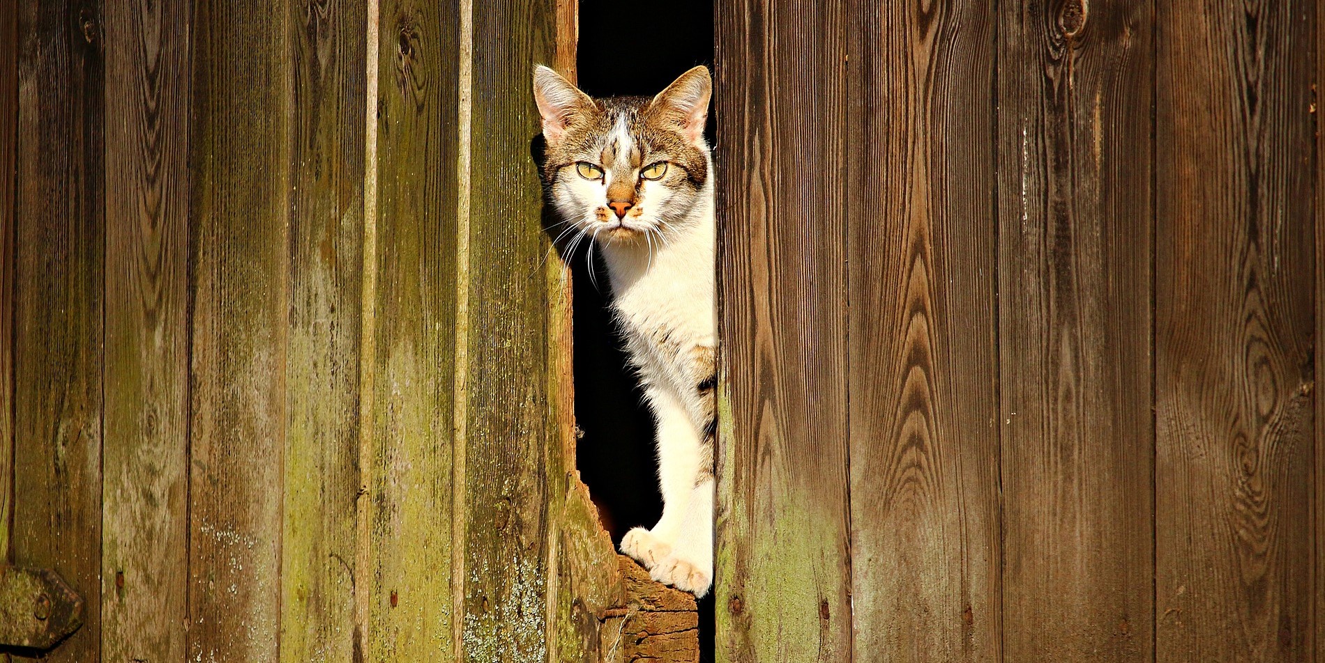 cat barn working