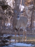 a deer standing on snow in a wooded area