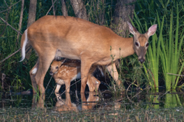 Photograph of doe and fawn from 2023 art contest.