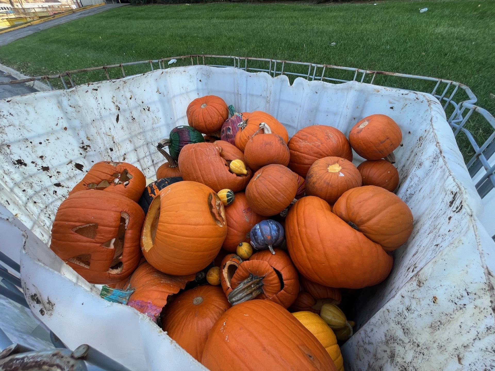 Pumpkin Disposal Bins