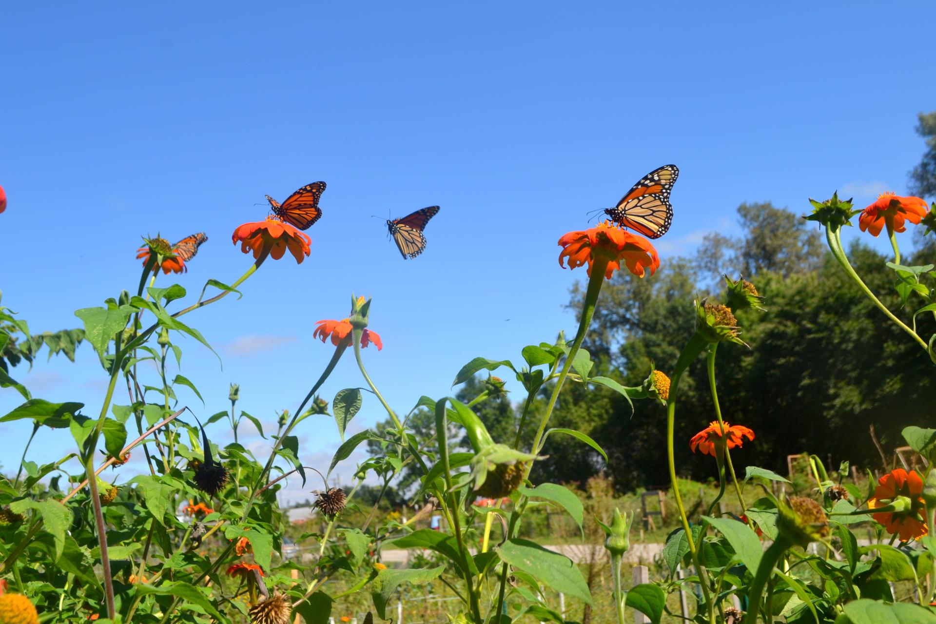 Squaw Creek Community Gardens 2016