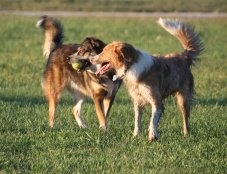 Dogs playing at the Dog Park